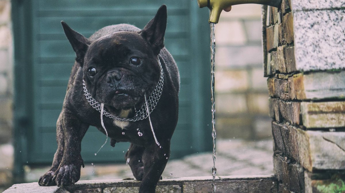 What Causes Excessive Dog Drooling in Your Pet?