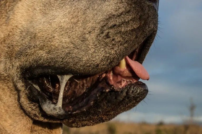 Dental Health & Dog Drooling Signals Deeper Oral Issues