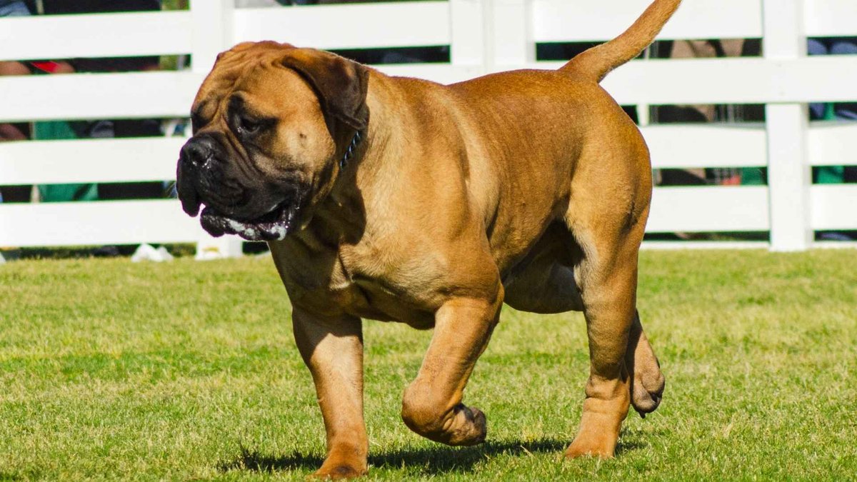 Identifying Dog Breeds Prone to Drooling the Most