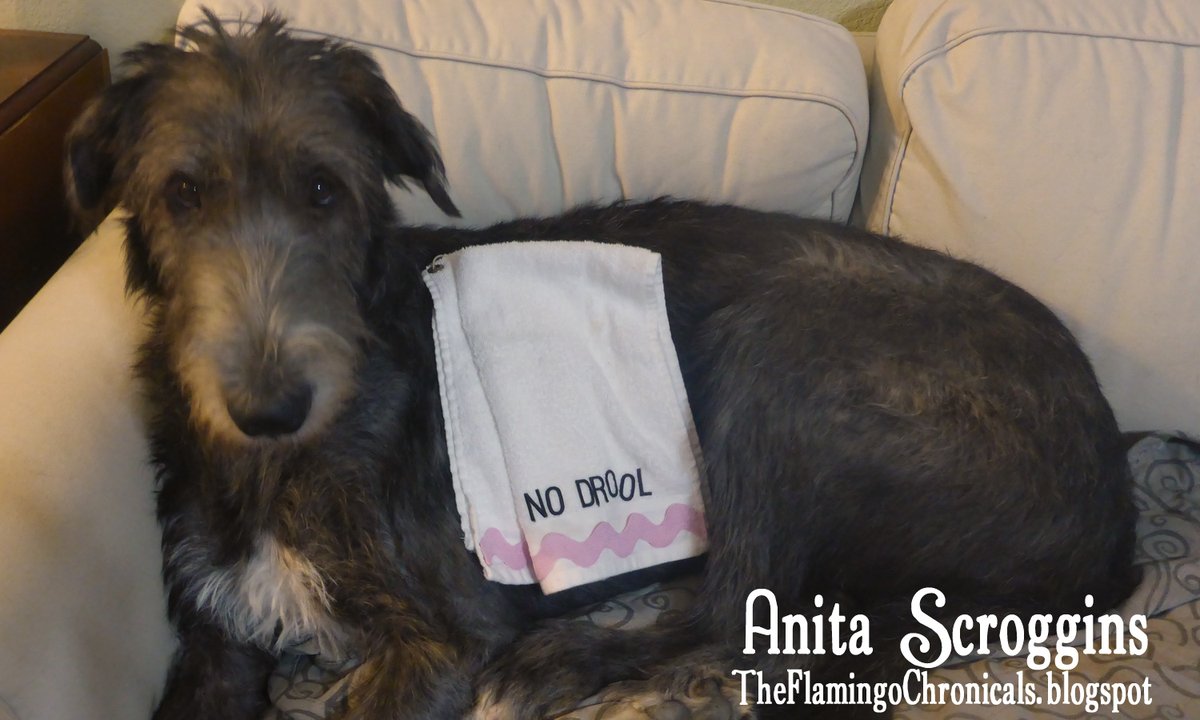 Doggie Drool Decoded: Understanding Why Your Canine Companion Slobbers So Much